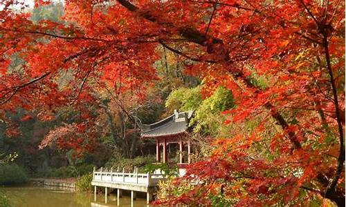 栖霞山_栖霞山风景区旅游攻略