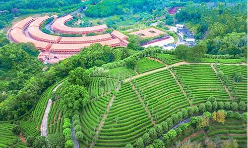 雁南飞茶田_雁南飞茶田景区简介